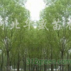 垂柳