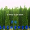 蜀檜價格|塔柏價格|圓柏價格|蜀檜球價格