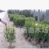 小葉黃楊 瓜子黃楊 小葉黃楊球 小葉黃楊樹苗 常綠灌木批發