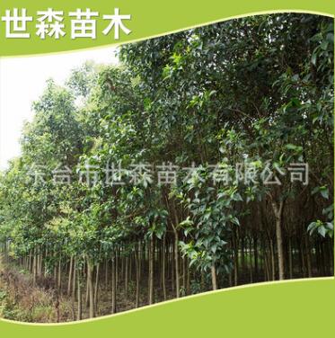 供應(yīng)批發(fā) 大葉女貞樹(shù) 行道綠化 規(guī)格齊全 量大優(yōu)惠