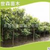 長期供應枇杷苗 各種規格齊全 枇杷樹苗 庭院盆栽地栽果樹苗
