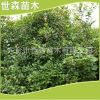 供應綠化苗木 紅葉石楠球 紅葉石楠柱 紅葉石楠 綠化工程 風景樹