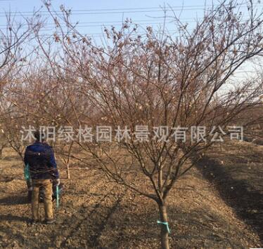 基地批發雞爪槭樹 綠化工程 雞爪槭樹苗銷售 行道樹 品種齊全