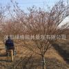 基地批發雞爪槭樹 綠化工程 雞爪槭樹苗銷售 行道樹 品種齊全