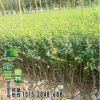 好景園林小葉女貞苗小葉女貞球工程綠化小苗規格齊全量大優惠