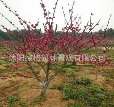基地紅梅樹苗價格 梅花直徑4-5-6-8-10-12-15公分 耐寒觀花綠植