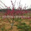 基地紅梅樹苗價格 梅花直徑4-5-6-8-10-12-15公分 耐寒觀花綠植