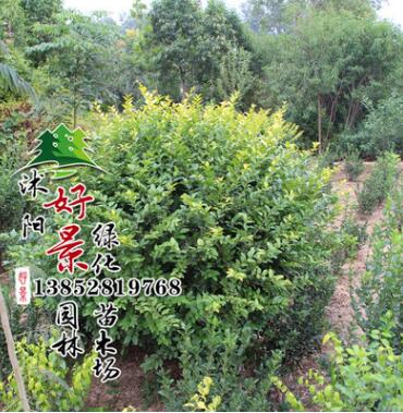 基地供應金葉女貞球 批發綠化球規格齊全 30-150cm金葉女貞球