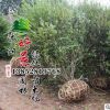 基地瓜子黃楊球 瓜子黃楊種類齊全 大小葉瓜子黃楊球工程綠化