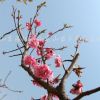梅花(紅梅）