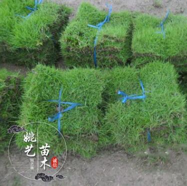 基地批發四季青草坪混播馬尼拉 供應草坪果嶺草優質草坪苗品種全