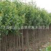 大葉女貞苗批發園林綠化苗木精品盆景常綠植物高桿女貞樹苗