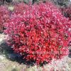 基地批發紅葉石楠球 精品紅葉石楠球 北京苗圃高桿紅葉石楠樹