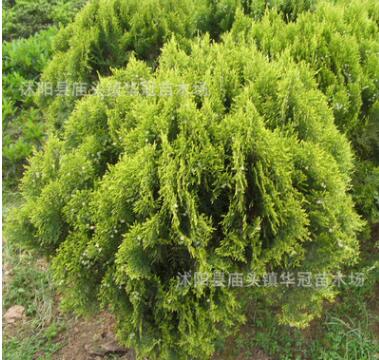 批發灑金柏小苗基地直銷 綠化工程彩色灌木灑金柏 庭院苗木