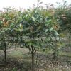 批發高桿紅葉石楠 綠化工程紅葉石楠苗 規格齊全3 4 5 6 7 8公分