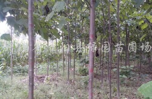 楸樹(shù)