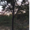櫸樹，樸樹，烏桕，欒樹，水杉，金葉水杉，池杉，落羽杉，紫薇，