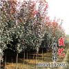 基地直銷紅葉李小苗 紫葉李種苗 根系發(fā)達(dá) 綠化苗木 規(guī)格齊全