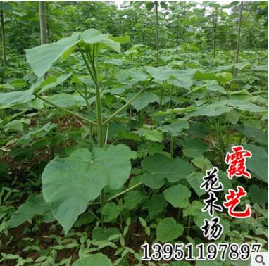 低價批發泡桐苗 泡桐 泡桐樹苗 規格齊全工程綠化泡桐苗