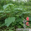 低價批發泡桐苗 泡桐 泡桐樹苗 規格齊全工程綠化泡桐苗