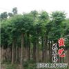 工程綠化欒樹苗低價(jià)批發(fā) 黃山欒苗北京欒苗 工程綠化苗木規(guī)格齊全