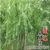 基地直銷 垂柳苗 綠化垂柳樹苗 園林觀賞 工程綠化用苗 規(guī)格齊全