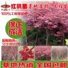 紅楓苗 正宗美國(guó) 紅楓樹苗 火焰紅嫁接苗紅楓苗 日本紅楓苗四季紅