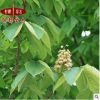 基地批發 七葉樹樹苗 綠化工程苗 優質七葉樹 規格齊全 量大從優