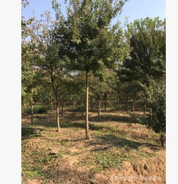 叢生三角楓 移栽大樹 公園小區綠化樹種 南京基地直銷