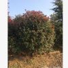 江蘇基地大量出售紅葉石楠苗優質貨源 規格齊全 量大優惠