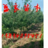 供應占地綠化山楂樹、蘋果樹、梨樹、桃樹、棗樹、核桃樹、櫻桃樹