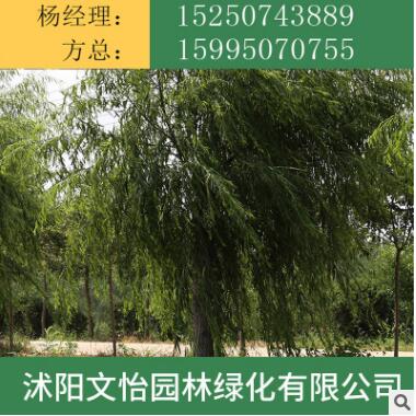 直銷垂柳苗量大優惠 垂柳樹苗 綠化工程苗 護坡 樹苗批發