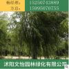 直銷垂柳苗量大優惠 垂柳樹苗 綠化工程苗 護坡 樹苗批發