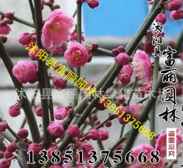 花灌木批發(fā)；紅梅 綠梅粗2-3-10公分 千畝紅梅基地 苗木