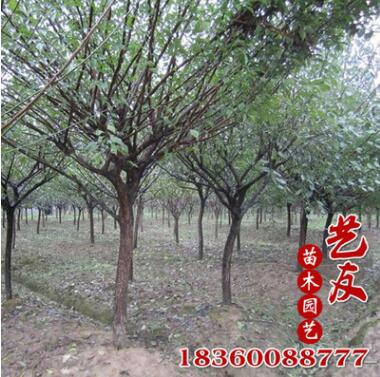 基地供應6-8-10公分紅梅 綠梅 各種梅花品種大量 最新低價供應