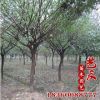 基地供應6-8-10公分紅梅 綠梅 各種梅花品種大量 最新低價供應