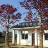 紅楓