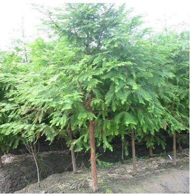 水杉樹苗樹金葉落羽杉紅杉樹苗室外柳杉紅星南方北方活化石梳子杉