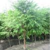 水杉樹苗樹金葉落羽杉紅杉樹苗室外柳杉紅星南方北方活化石梳子杉