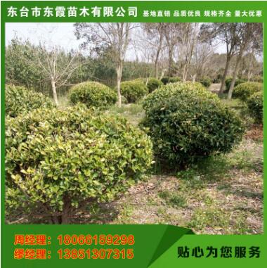 黃楊護欄植物大小齊全 批發工程用苗貨源充足量大優惠