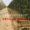 批發(fā)大葉女貞 速生高桿大葉女貞樹(shù) 行道綠化青葉女貞