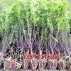 重瓣榆葉梅樹苗 叢生榆葉梅 榆葉梅2 3 5 8cm榆葉梅 基地綠化