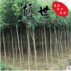 低價批發欒樹苗 生長快 花期長量大從優 欒樹樹苗 規格齊全