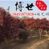 低價批發(fā)紅楓苗 綠化苗木紅楓樹苗 紅顏楓耐寒 規(guī)格齊全量大從優(yōu)