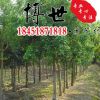 基地直銷榕樹苗 榕樹樹苗 榕樹盆景盆栽 榕樹樁常綠喬木量大從優(yōu)