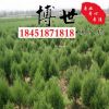 批發(fā)蜀檜苗 塔柏 檜柏 造型蜀檜 規(guī)格齊全耐寒耐凍 量大從優(yōu)
