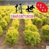基地直銷金葉榆 金葉榆苗 精品耐寒耐寒高桿造型金葉榆規(guī)格齊全