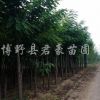 香花槐