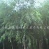 河北饅頭柳