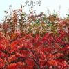 火炬樹